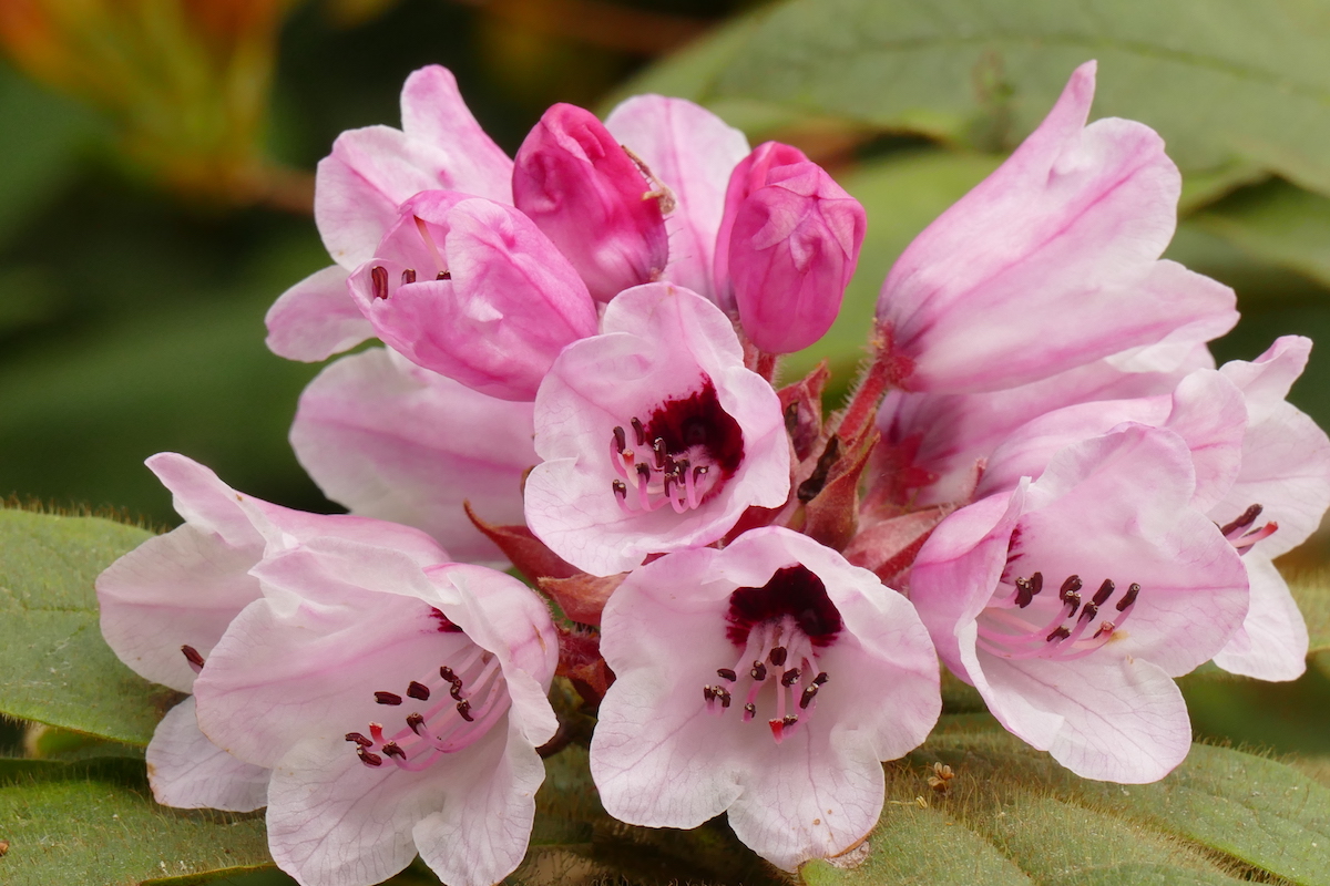 R. glischrum ssp. rude